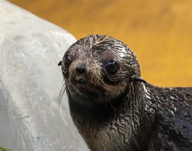 northern fur seal Peregrine