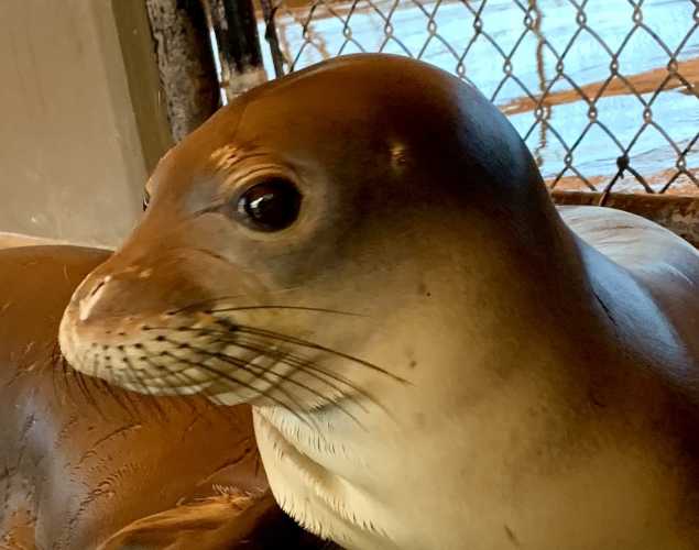 Hawaiian monk seal Kaena