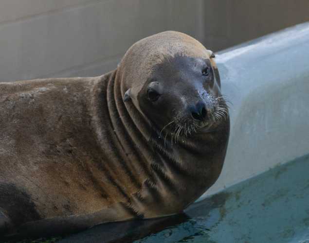 California sea lion Birch