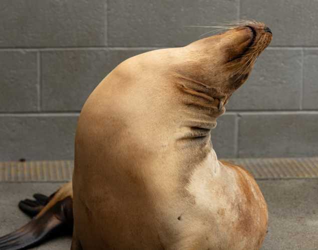 sea lion named burrata