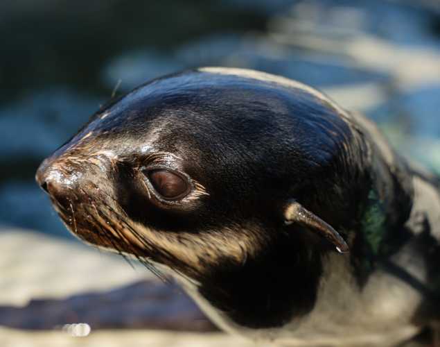northern fur seal Duncan
