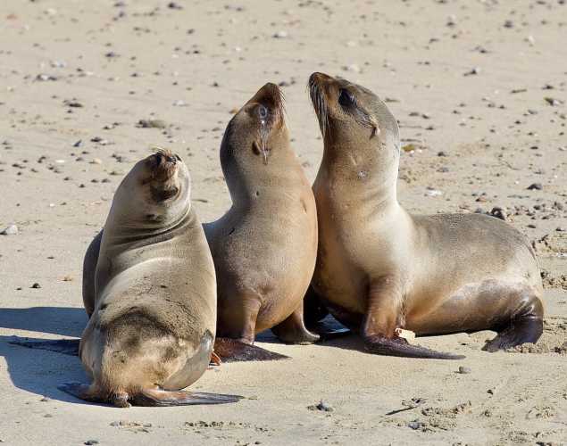three sea lions on the beach
