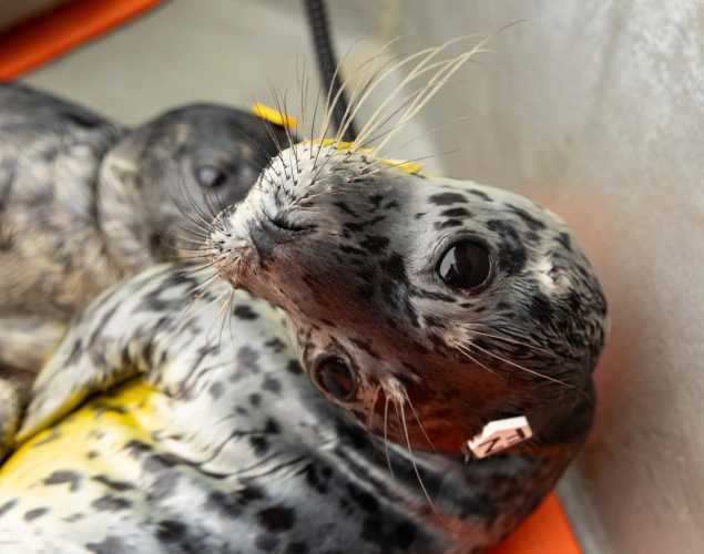 harbor seal pup