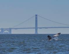 gray whale tail seen above the water with the Golden Gate Bridge in the background