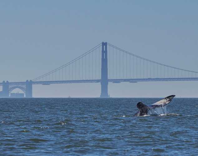 gray whale tail seen above the water with the Golden Gate Bridge in the background