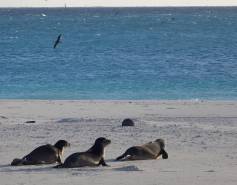 three Hawaiian monk seals head toward the water's edge on a sandy beach