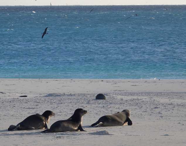 three Hawaiian monk seals head toward the water's edge on a sandy beach