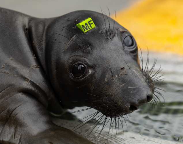 northern elephant seal Macintyre