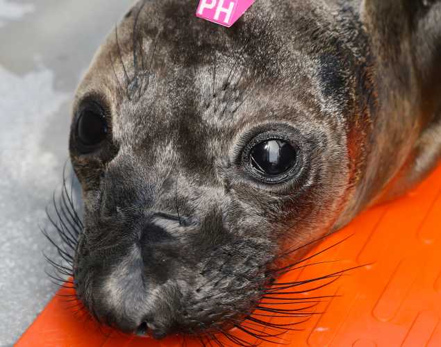 northern elephant seal Pixel