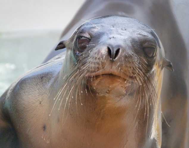 California sea lion Lagoon