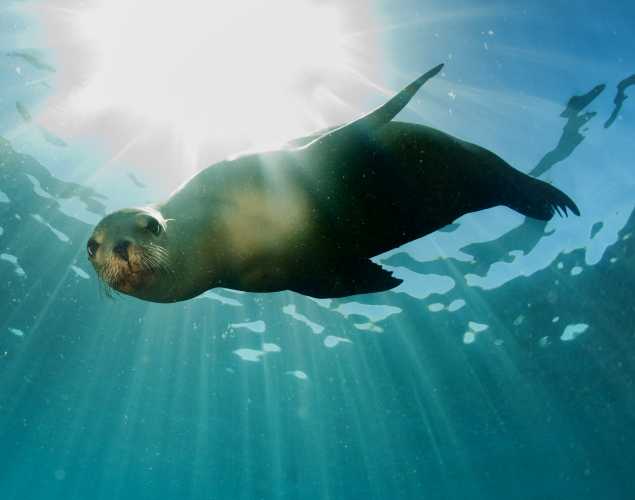 sea lion underwater