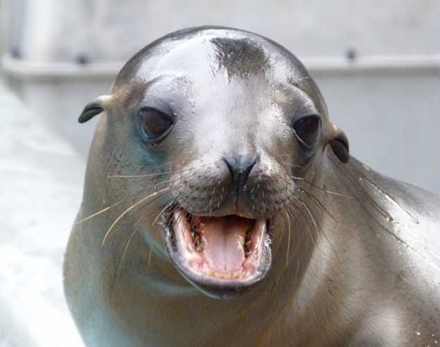 California sea lion Boysenberry