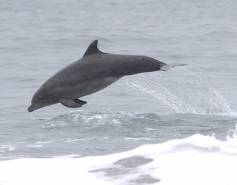 bottlenose dolphin leaping