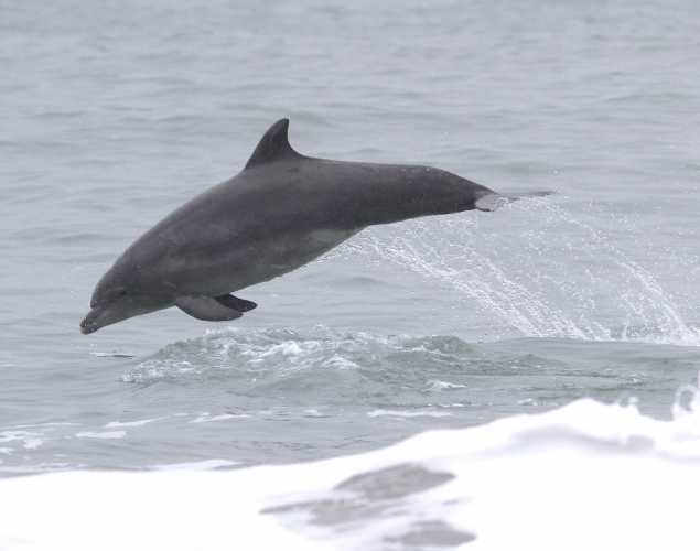 dolphin leaping out of the water