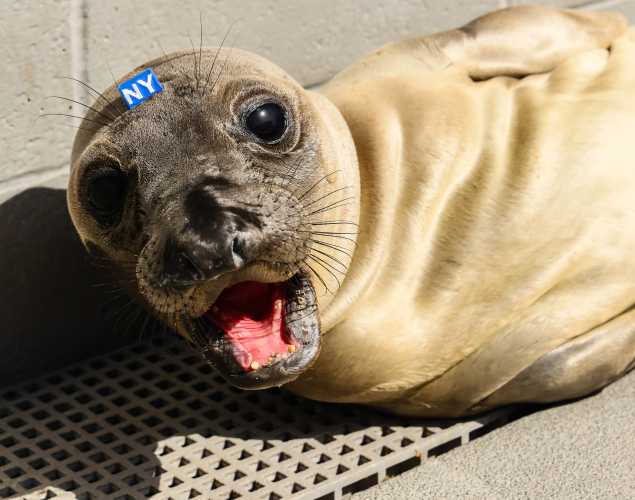 northern elephant seal Homeboy