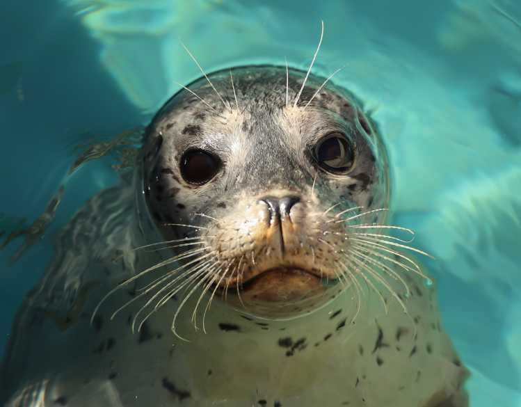 harbor seal pup Lucinda