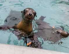 California sea lions