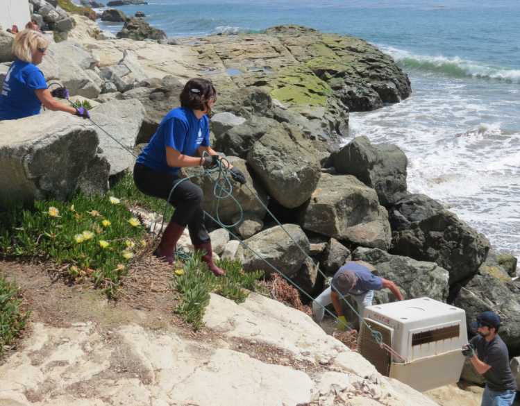Four marine mammal responders lift a rescued seal in a carrier up a rocky cliff by carrying it and pulling with ropes.