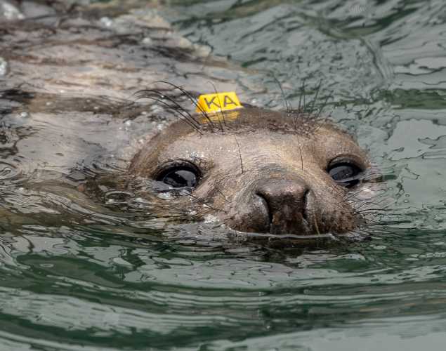 northern elephant seal Baitball