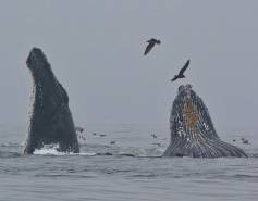two humpback whales surface while feeding