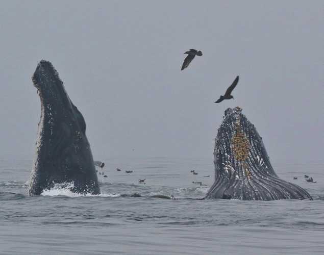 two humpback whales surface while feeding