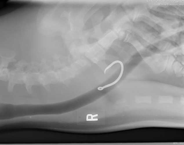 Fishing hook visible in X-ray image of Hawaiian monk seal RF28