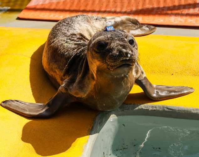 northern elephant seal Seaglass