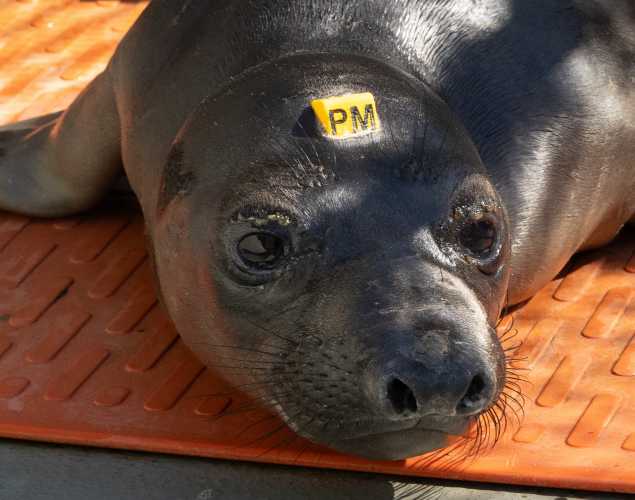 northern elephant seal Pinwheel