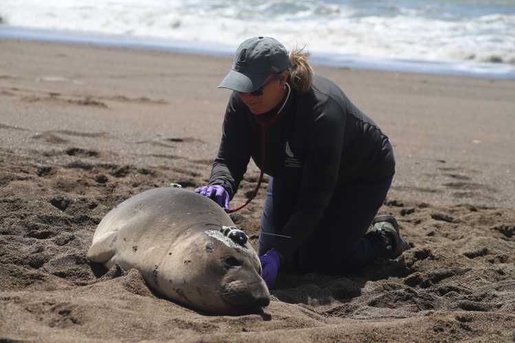 A veterinarian on beach holds a stethoscope to an elephant seal’s back.
