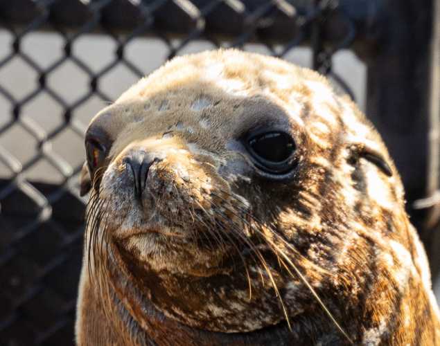 california sea lion francoise