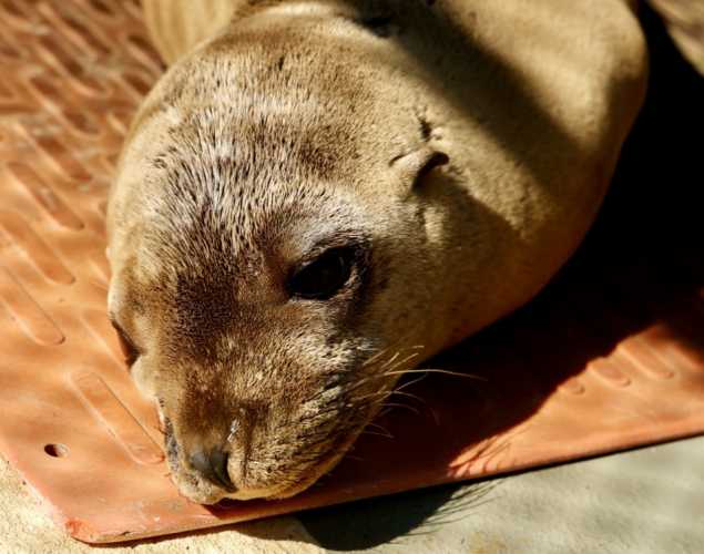 California sea lion
