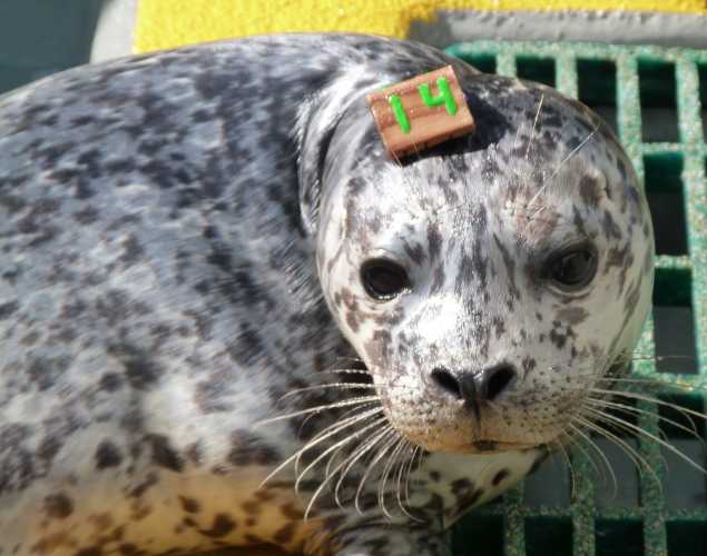 harbor seal Jongen