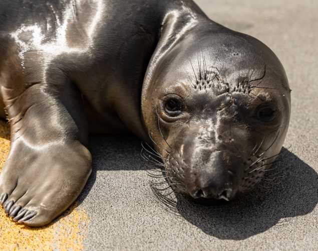 northern elephant seal Mayo