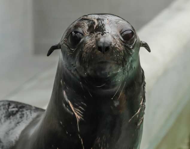 Guadalupe fur seal Pippin