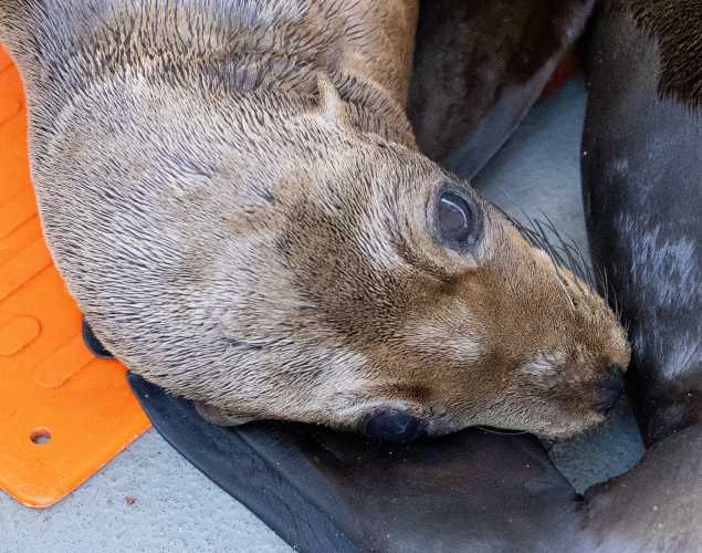 California sea lion Chesnut