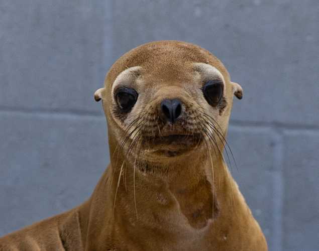 California sea lion Camilla