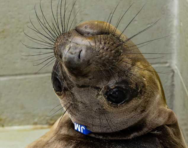 elephant seal pup oman