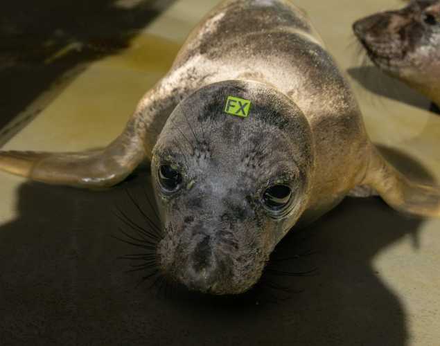 elephant seal pup