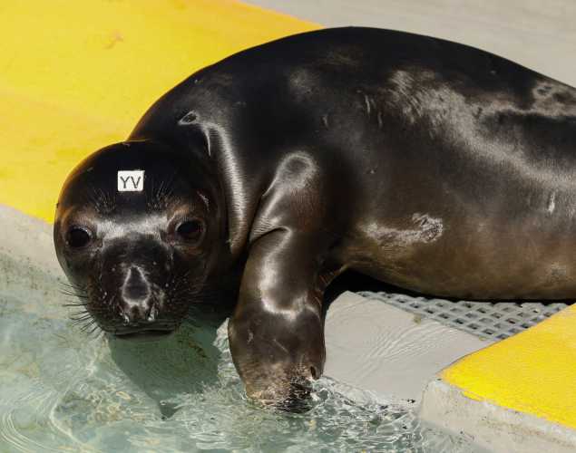 elephant seal Yemoja