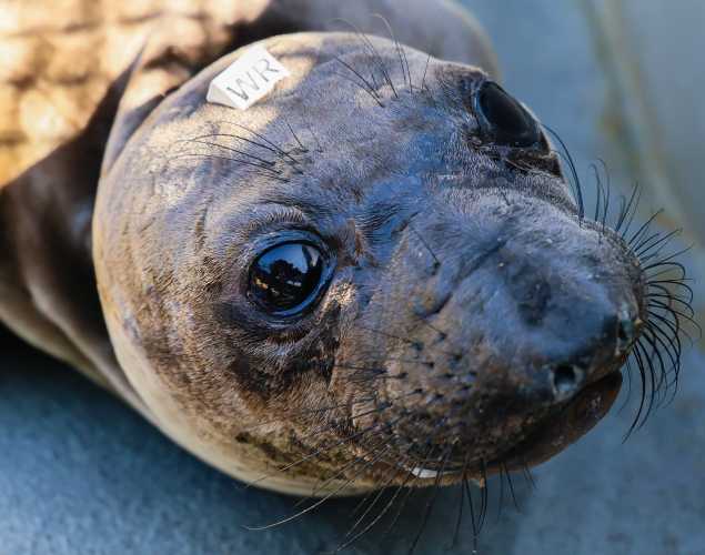 elephant seal Pixie