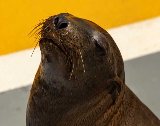 California sea lion Enrietta