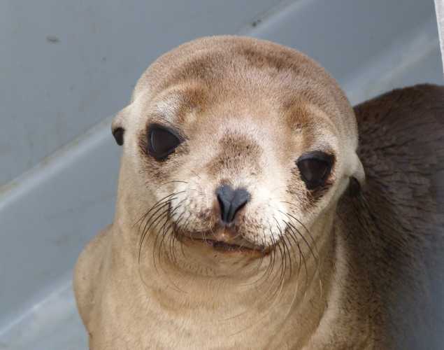 California sea lion Milis