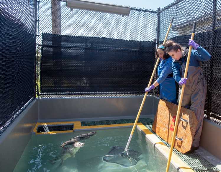 Two trained volunteers move nets through a pool while seal pups swim.