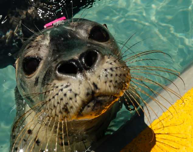 Pacific harbor seal Elysiana