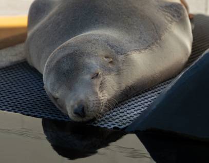California sea lion, Boxing