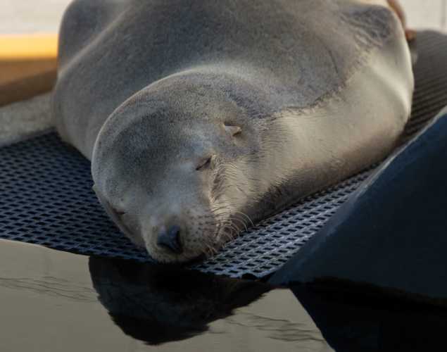 California sea lion, Boxing