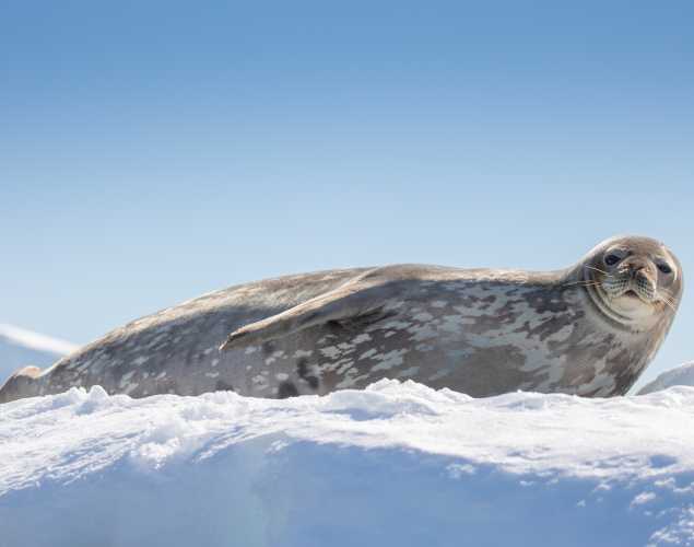 Weddell seal on the ice