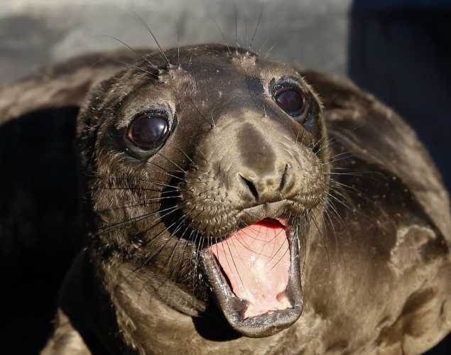 northern elephant seal Pippy