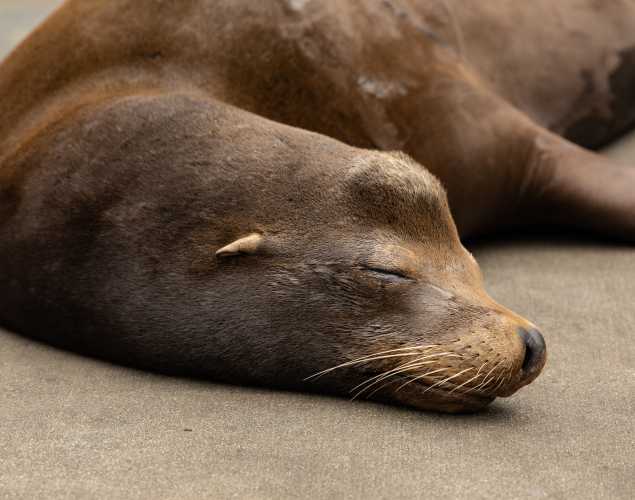 California sea lion Hestu