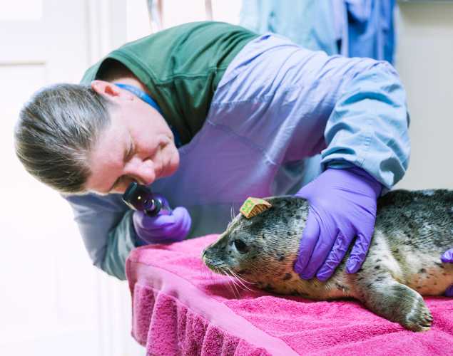 Dr. Cara Field checks a harbor seal pup's eyes during an exam